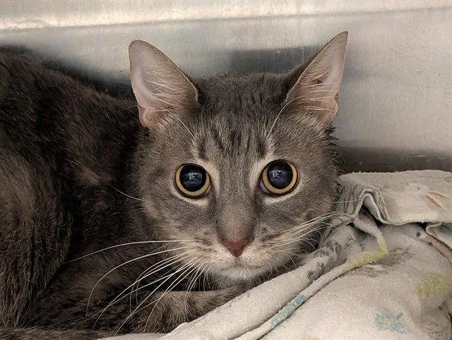 An adult medium-sized female Domestic Short Hair cat named Sativa for adoption in Tavares, FL