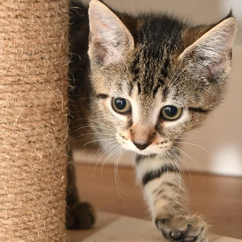 A baby small-sized female Gray / Blue / Silver Domestic Short Hair cat named Spitzk__ for adoption in Natick, MA