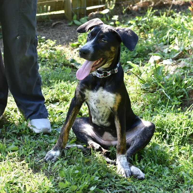 A baby medium-sized female Mixed Breed dog named Papaya for adoption in Mebane, NC
