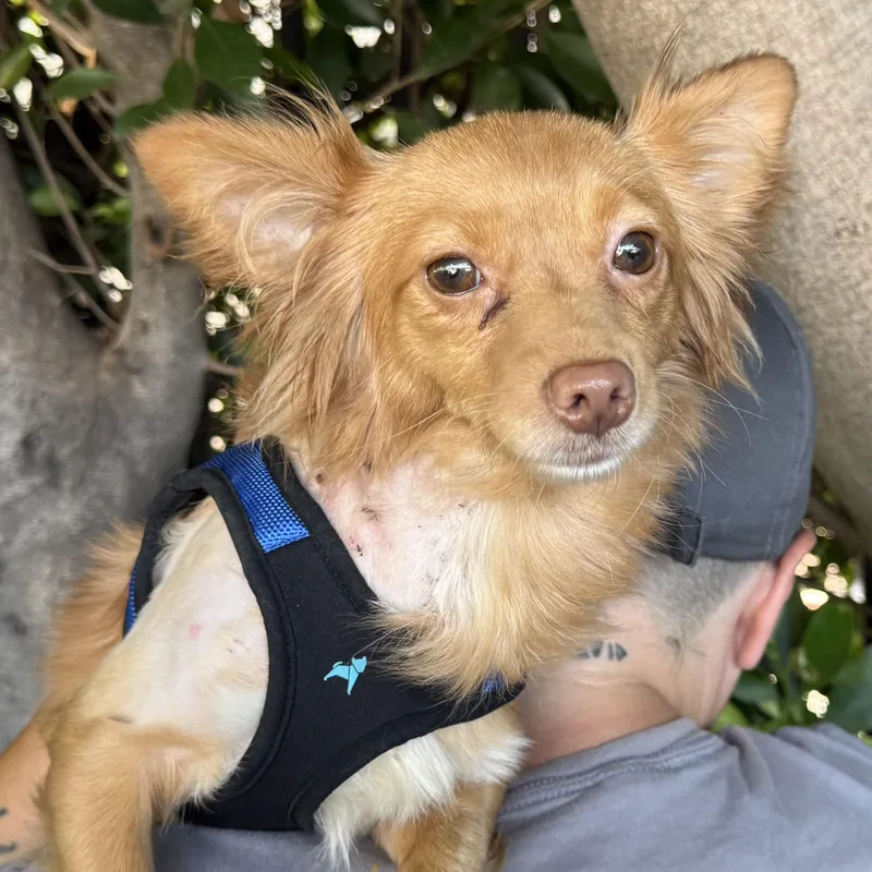 A young small-sized female Red / Chestnut / Orange Pomeranian dog named Aveena for adoption in Beverly Hills, CA