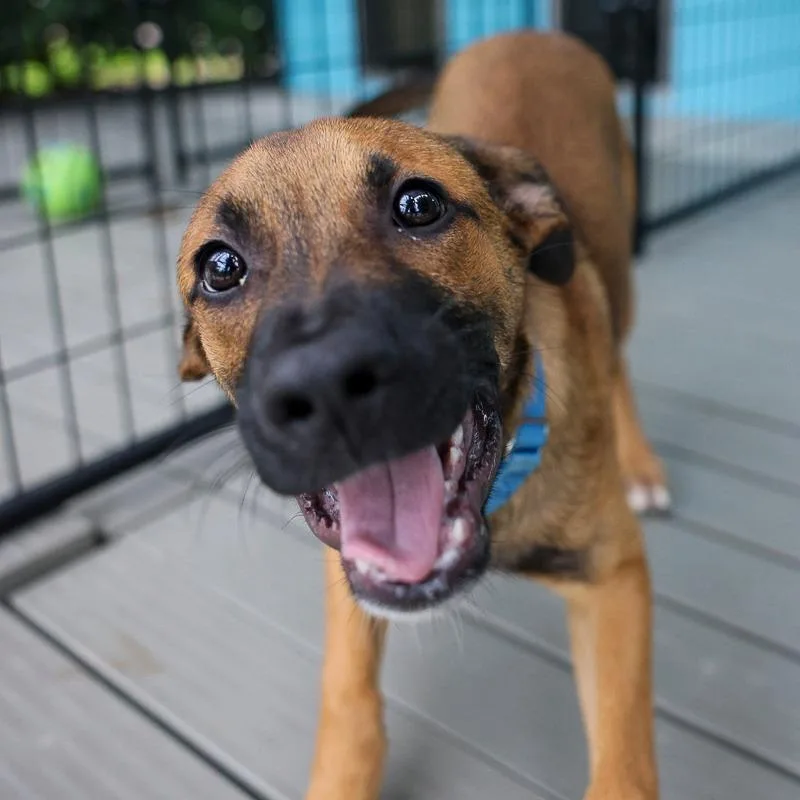A baby medium-sized male Red / Chestnut / Orange Belgian Shepherd / Malinois dog named Arlo for adoption in Bradenton, FL