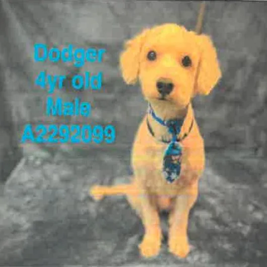 An adult small-sized male Maltese dog named Dodger A for adoption in Mission Hills, CA