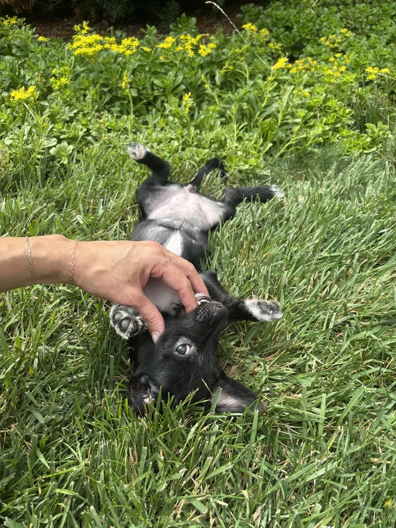 A baby medium-sized female Terrier dog named Luna for adoption in Wheaton, IL