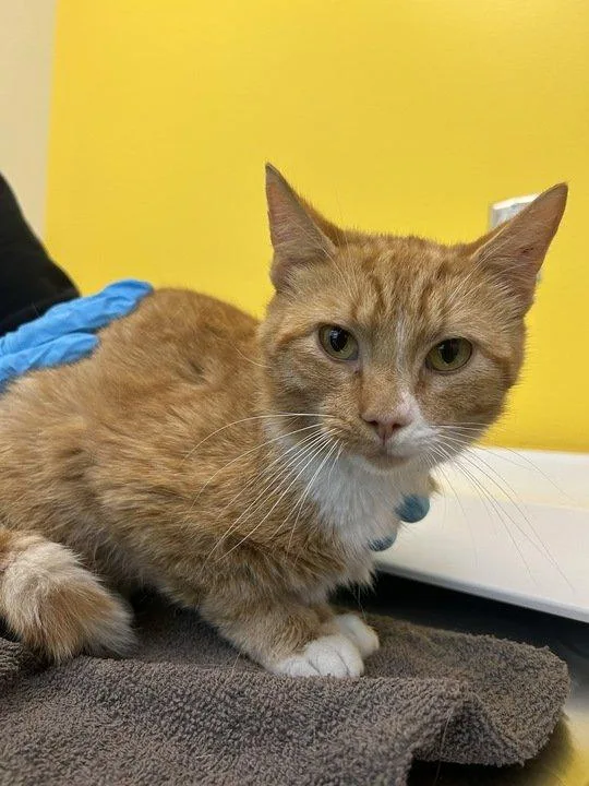 A young small-sized male Tabby (Orange / Red) Domestic Short Hair cat named Luke for adoption in Raleigh, NC