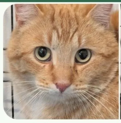 A young small-sized male Domestic Short Hair cat named Buddy for adoption in Shawano, WI