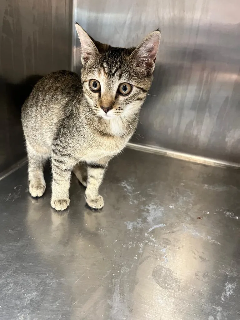 A baby large-sized female Domestic Short Hair cat named Marci for adoption in Hopkinsville, KY