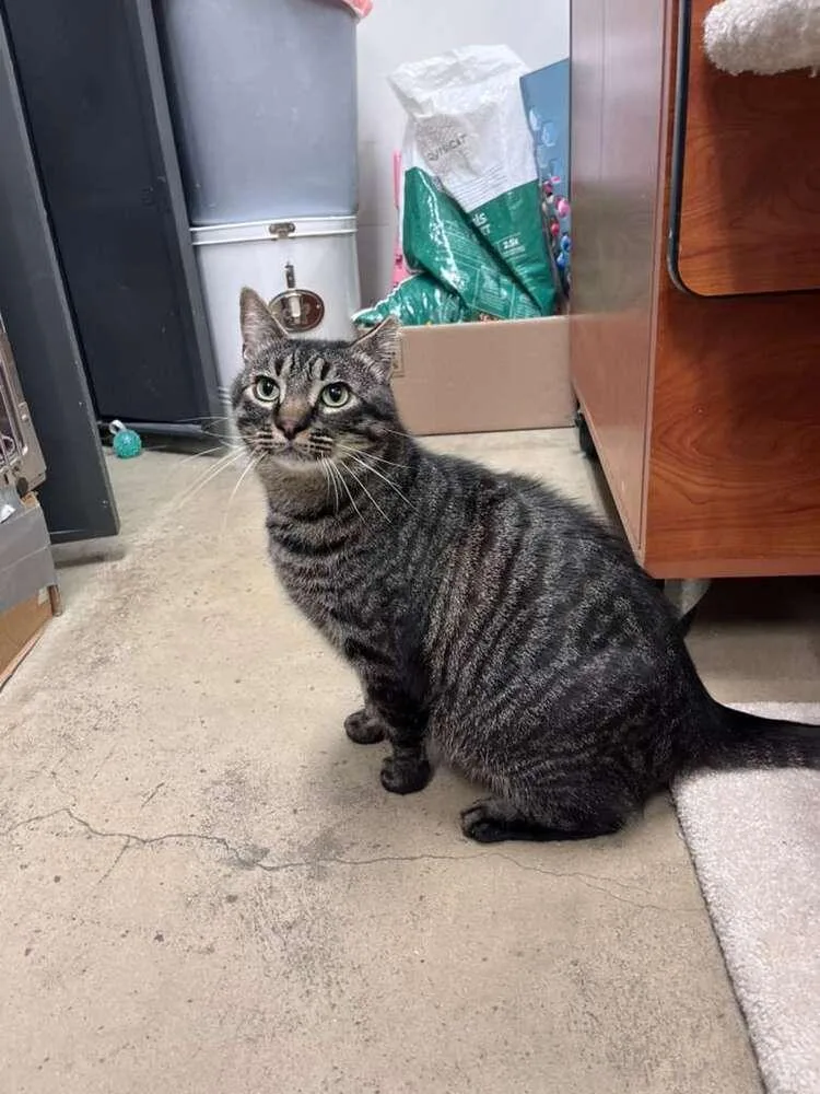 An adult medium-sized male Domestic Short Hair cat named Meatloaf for adoption in Orlando, FL
