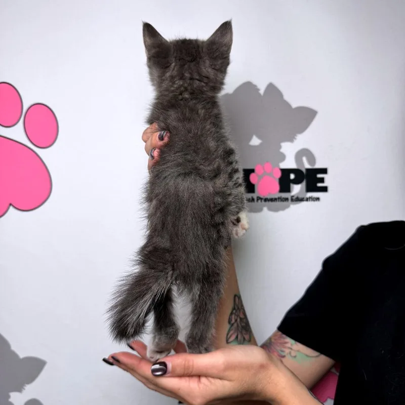 A baby small-sized male Gray / Blue / Silver Domestic Medium Hair cat named Poncho for adoption in Milton, FL