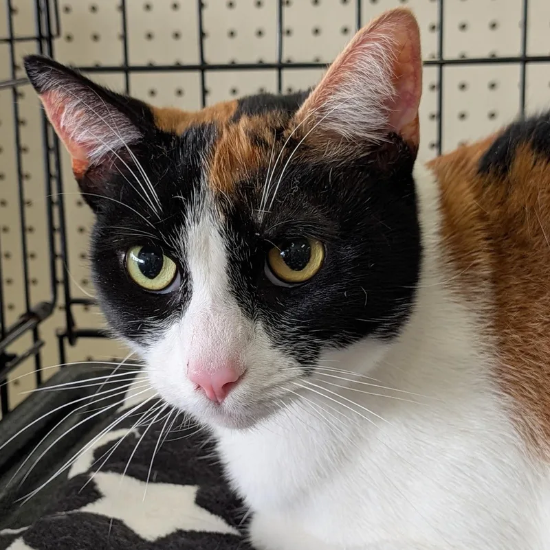 A young medium-sized female Calico Domestic Short Hair cat named Lucy for adoption in Eugene, OR