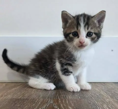 A baby medium-sized male Tabby (Brown / Chocolate) Domestic Short Hair cat named Admire for adoption in New York, NY