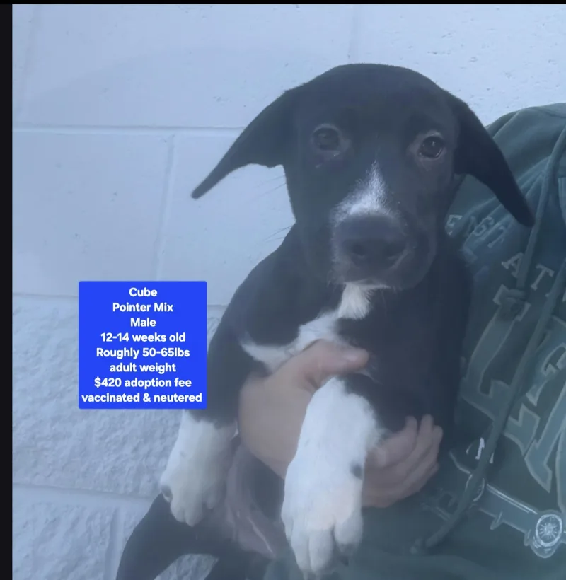 A baby medium-sized male Pointer dog named Cube for adoption in Oviedo, FL