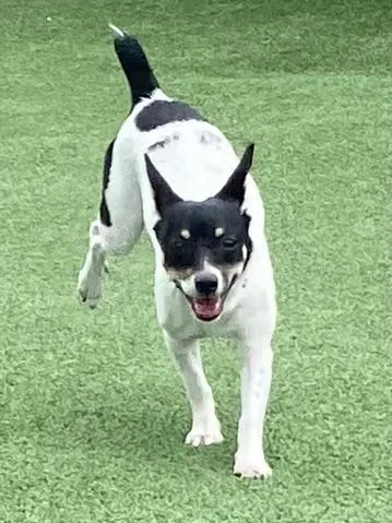 An adult small-sized female Tricolor (Brown, Black, & White) Rat Terrier dog named Yolanda for adoption in Houston, TX