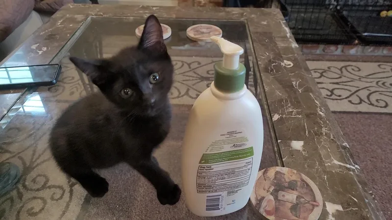 A baby small-sized male Black Domestic Short Hair cat named B & B for adoption in Escalon, CA