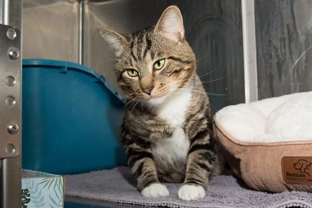 An adult large-sized male Domestic Short Hair cat named Sunshine for adoption in Santa Monica, CA