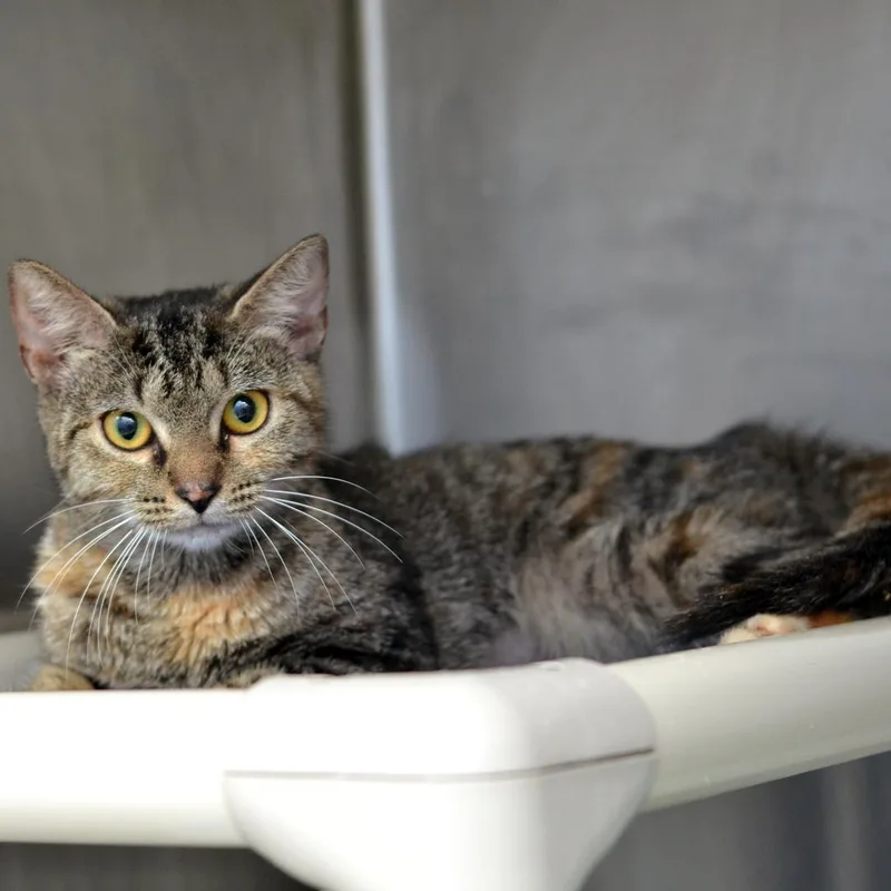 A young small-sized female Brown / Chocolate Domestic Short Hair cat named Alexa for adoption in Sanford, FL