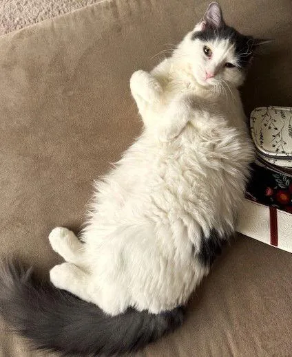 Valentine thumbnail 2