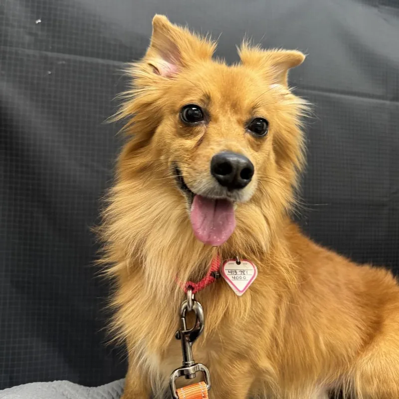 A senior small-sized male Yellow / Tan / Blond / Fawn Chihuahua dog named Swing for adoption in Springfield, MA
