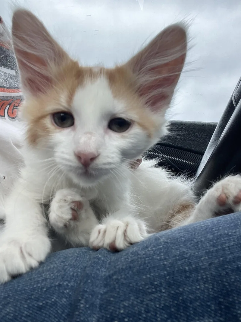 A baby medium-sized male Domestic Medium Hair cat named Jake for adoption in Mesquite, TX