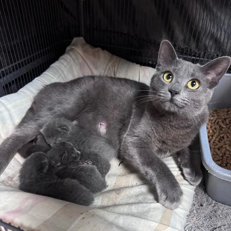 A young small-sized female Gray / Blue / Silver Domestic Short Hair cat named Blu for adoption in Fredericksburg, TX