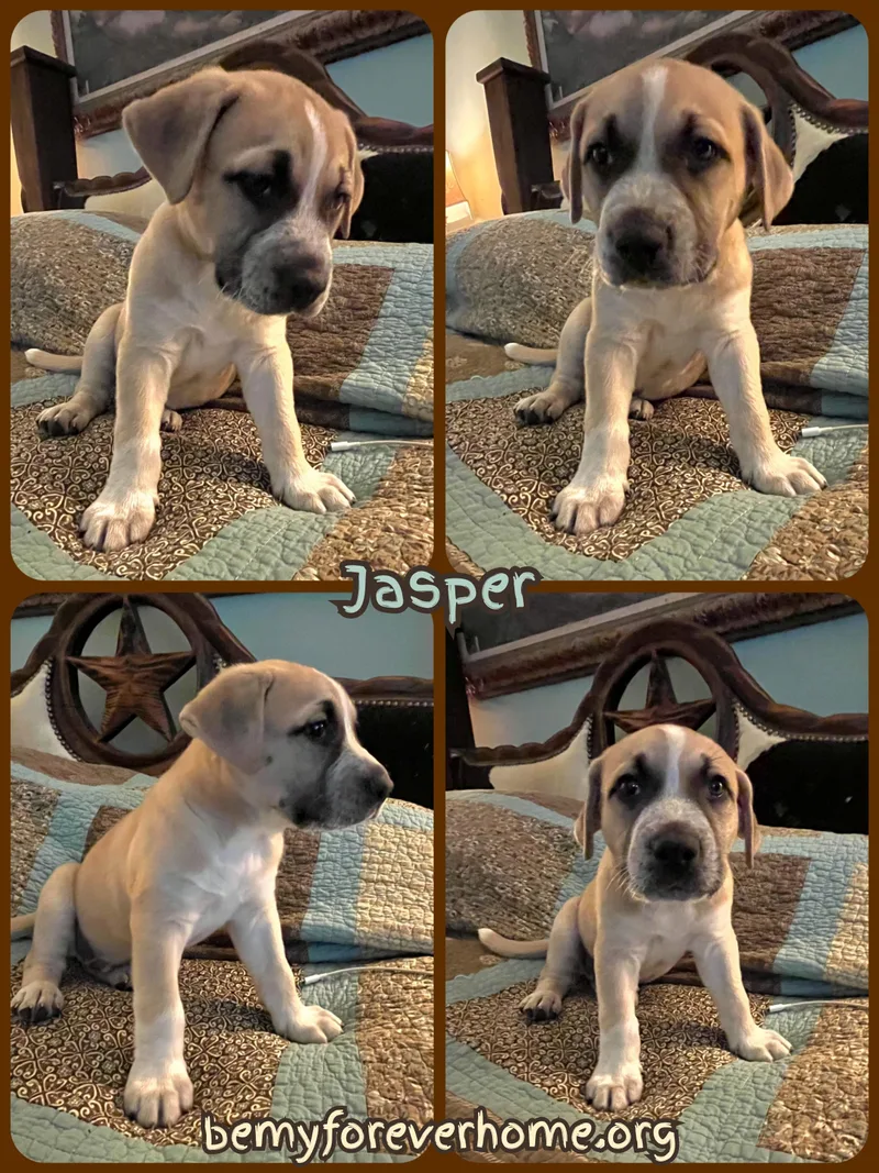 A baby medium-sized male Clumber Spaniel dog named Jasper for adoption in Plano, TX