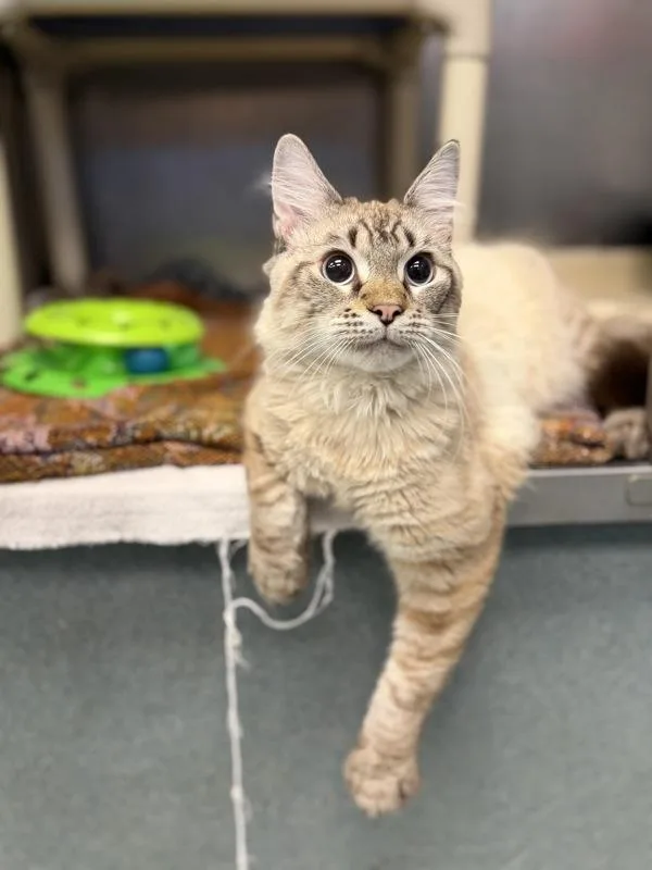 A young medium-sized male Domestic Medium Hair cat named Funny Looking Dog for adoption in Richmond, VA