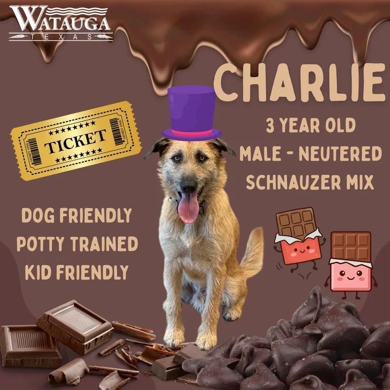 An adult medium-sized male Apricot / Beige Giant Schnauzer dog named Charlie for adoption in Watauga, TX