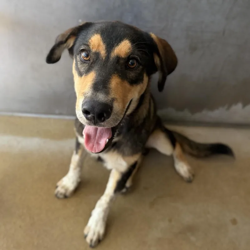 A young medium-sized male Black Shepherd dog named Bacon for adoption in Corpus Christi, TX