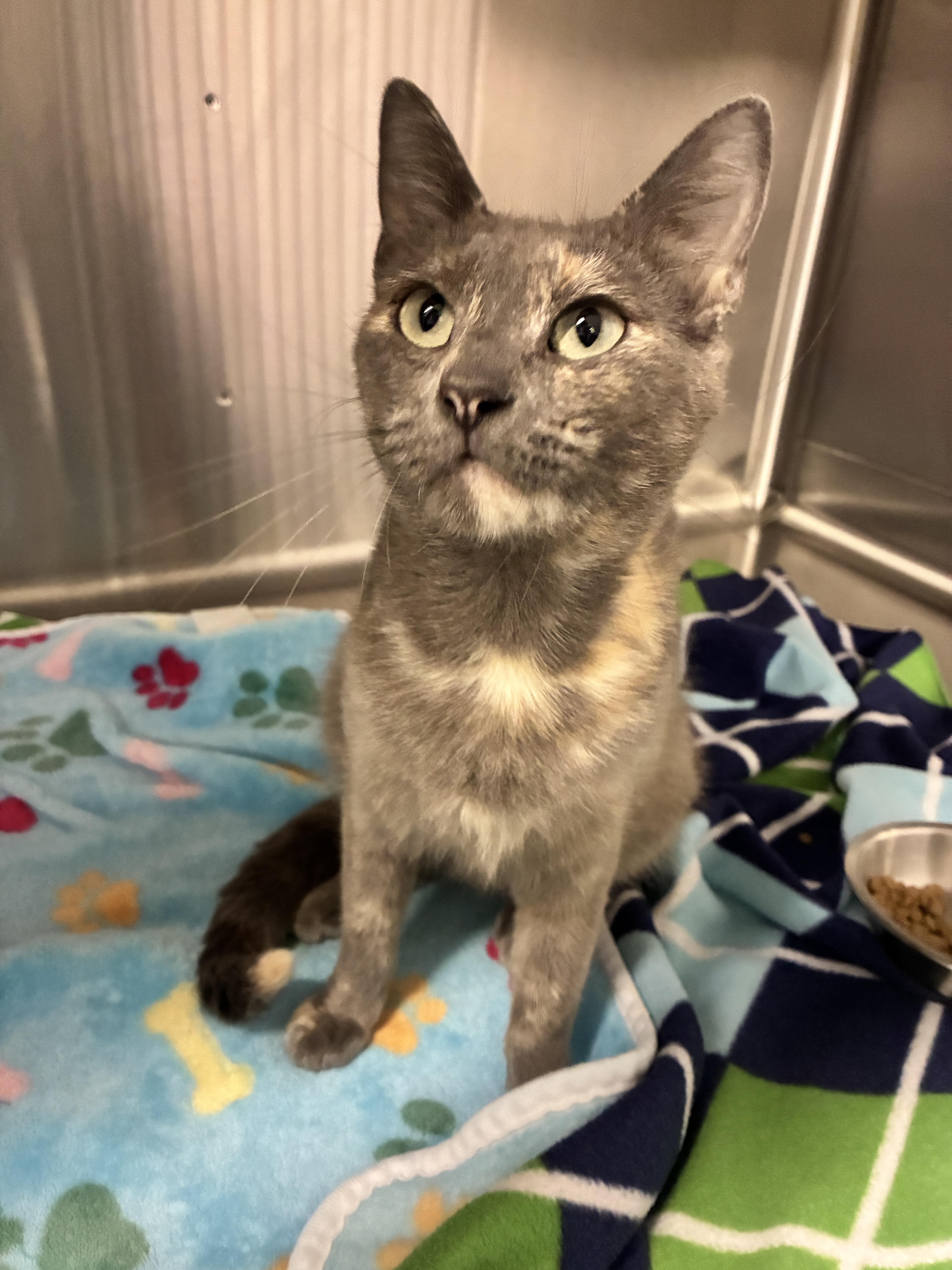 An adult large-sized female Domestic Short Hair cat named Star for adoption in Chico, CA