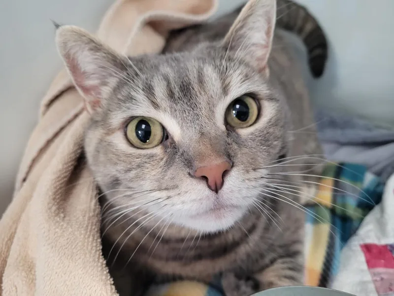 A senior large-sized female Domestic Short Hair cat named BELLE Cat for adoption in New Bern, NC