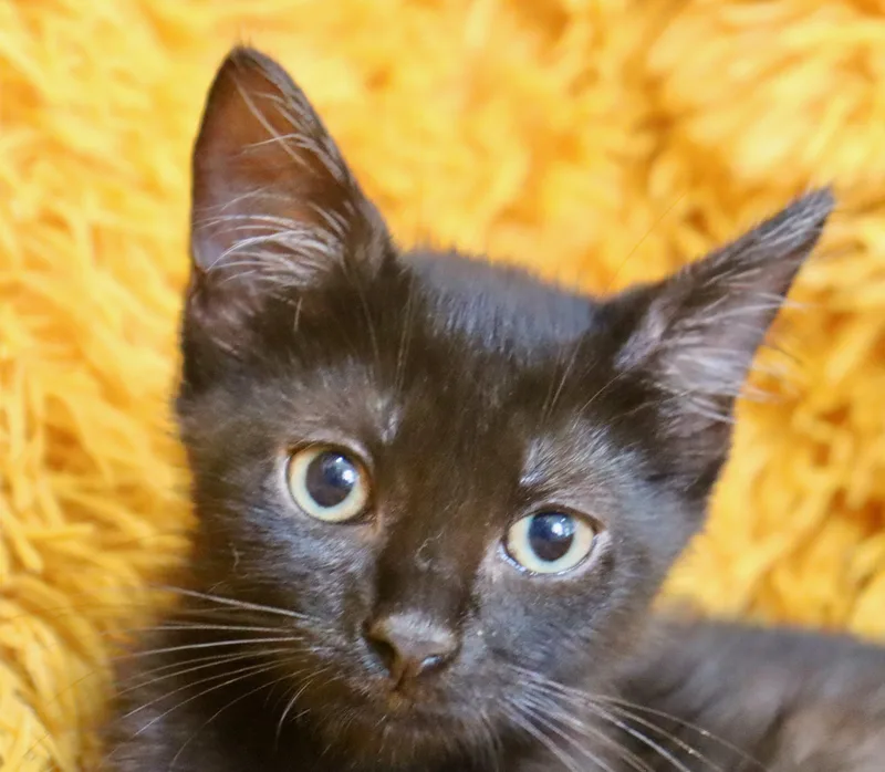 A baby medium-sized male Bombay cat named Dustin for adoption in Saint Augustine, FL