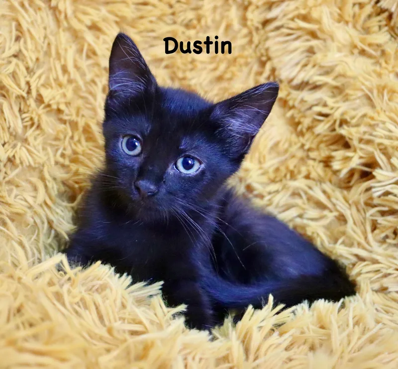 Dustin thumbnail 3