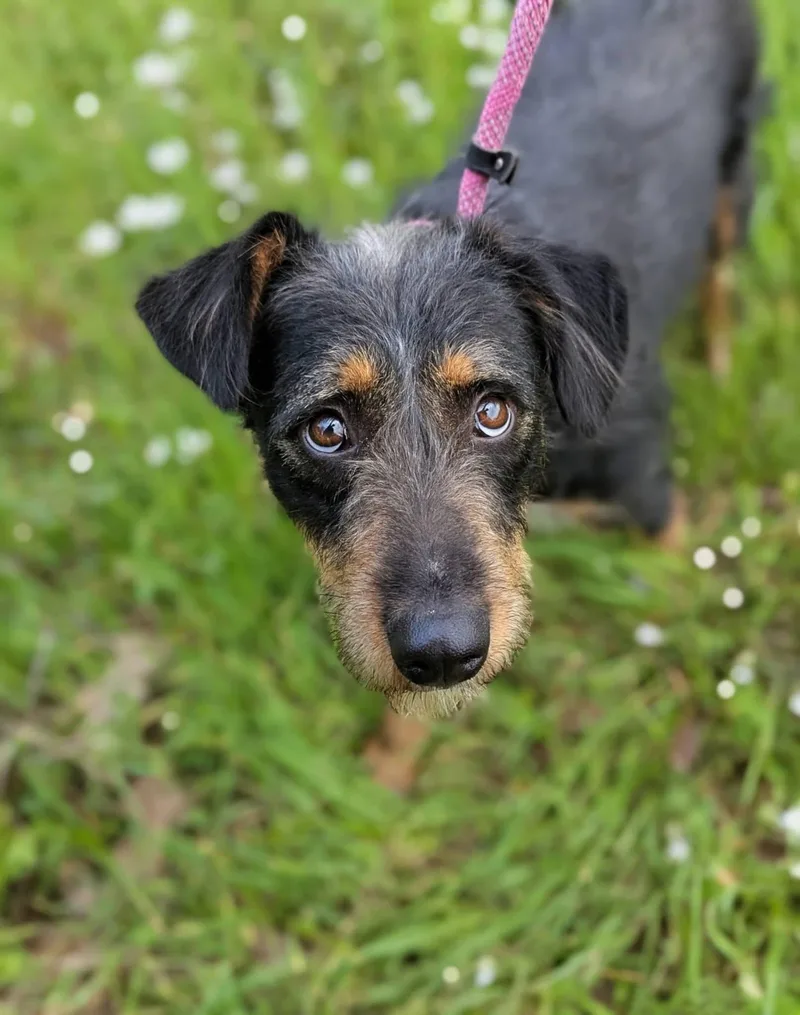 Carolina thumbnail 2