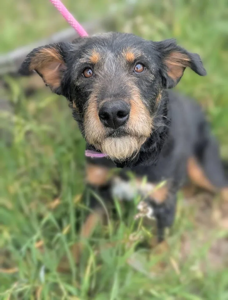 Carolina thumbnail 3