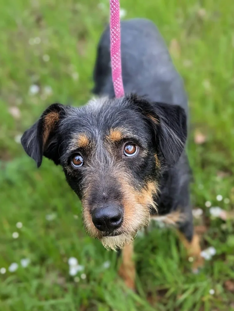 Carolina thumbnail 4