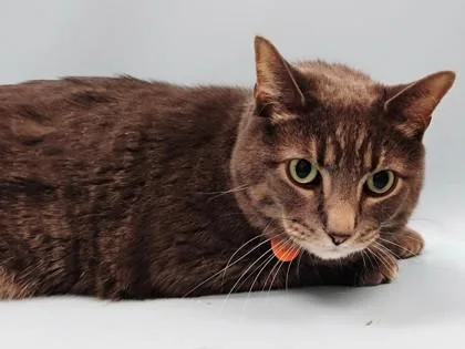 An adult small-sized male Domestic Short Hair cat named Milo for adoption in Woodbury, MN