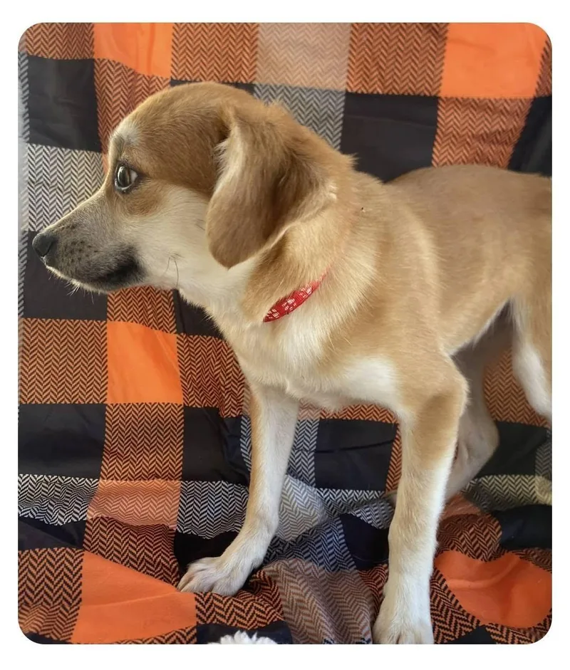 A young small-sized female Mixed Breed dog named Foxy for adoption in Lakeland, GA