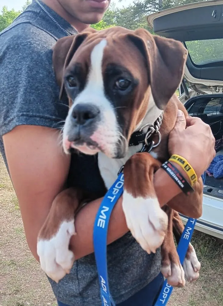 A baby medium-sized male Tricolor (Brown, Black, & White) Boxer dog named Goose for adoption in Gillsville, GA