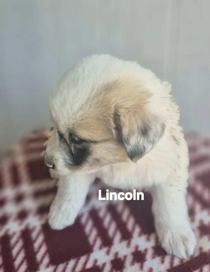 Lincoln And Logan!! thumbnail 4