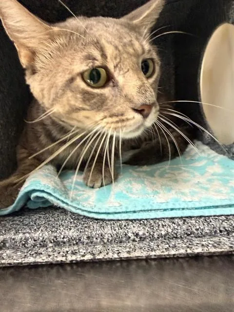 A young medium-sized male Domestic Short Hair cat named Balto for adoption in Naples, FL
