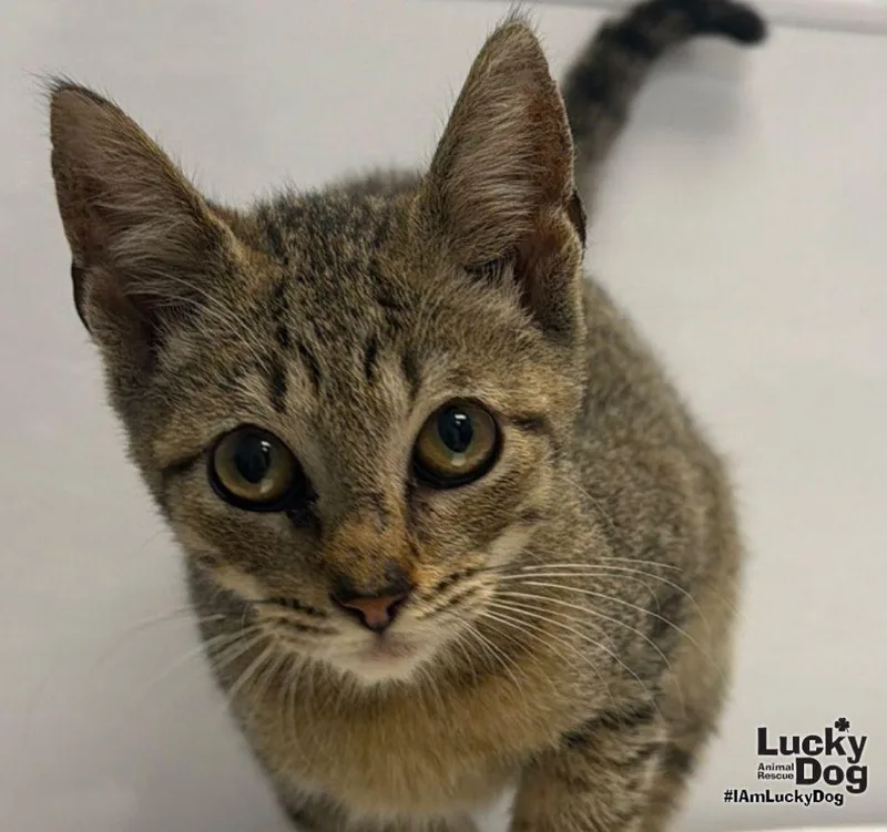 A baby medium-sized male Domestic Short Hair cat named Max for adoption in Washington, DC