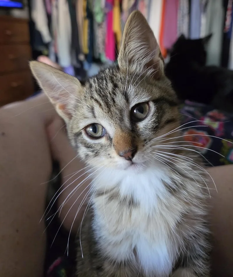 A baby small-sized female Tabby (Gray / Blue / Silver) Domestic Short Hair cat named Pinky for adoption in Silverton, OR