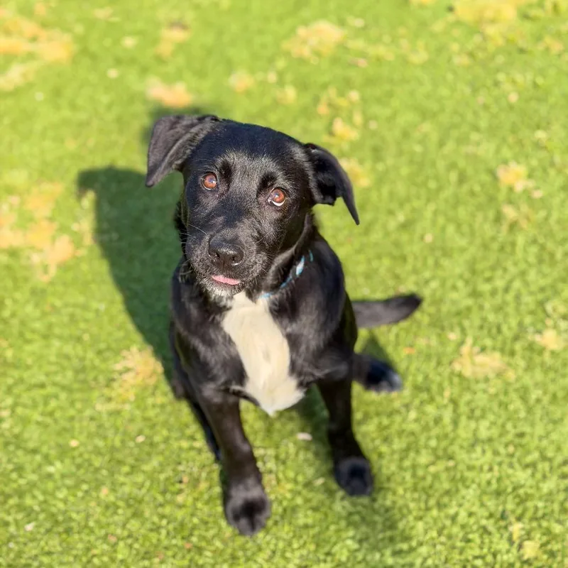 A young medium-sized female Black Black Labrador Retriever dog named Bonnie for adoption in Gainesville, GA