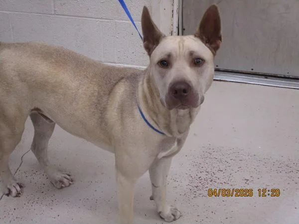 A young large-sized male Shar-Pei dog named Zeke for adoption in Marietta, GA