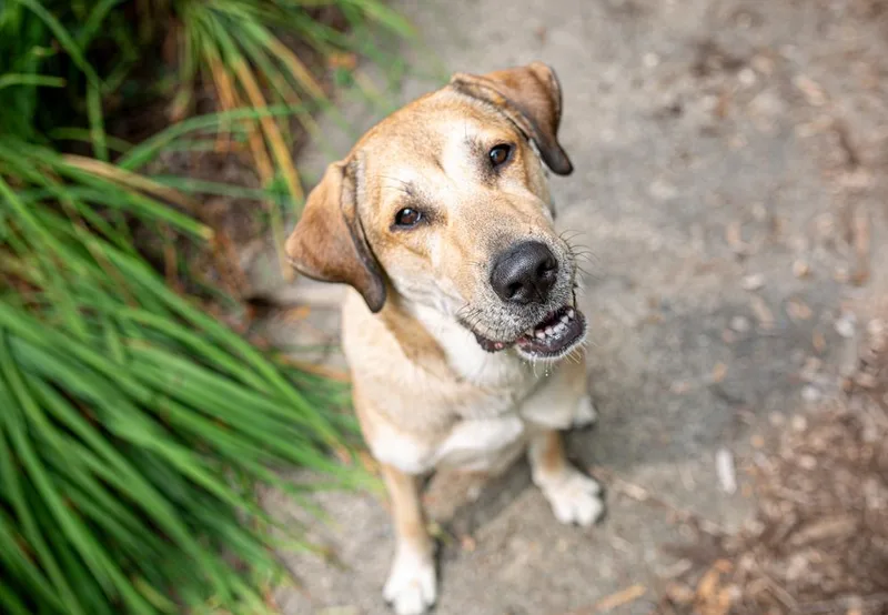 A young large-sized female Retriever dog named Daisy for adoption in Akron, OH