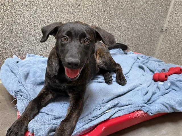 A baby small-sized male Belgian Shepherd / Malinois dog named Tiger for adoption in Santa Rosa, CA