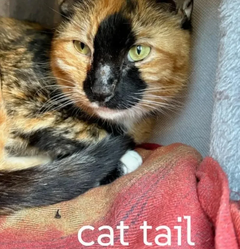 A young small-sized female Domestic Short Hair cat named Cat Tail for adoption in Gorham, ME