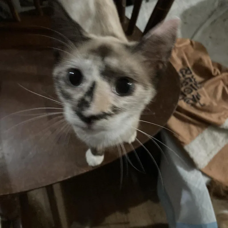 A baby small-sized female Cream / Ivory Siamese cat named Tofu Jo for adoption in Tallahassee, FL