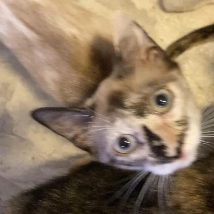 Tofu Jo thumbnail 2