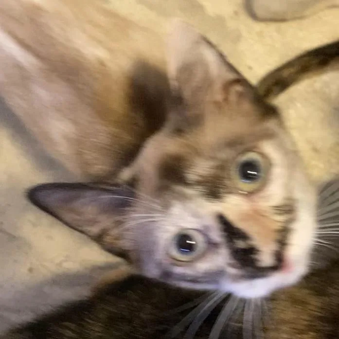 Tofu Jo thumbnail 4