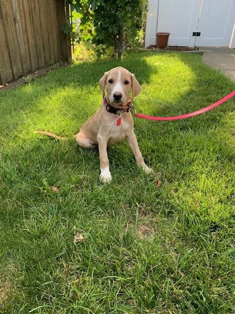 A baby medium-sized male Hound dog named Dolce for adoption in Rolling Meadows, IL